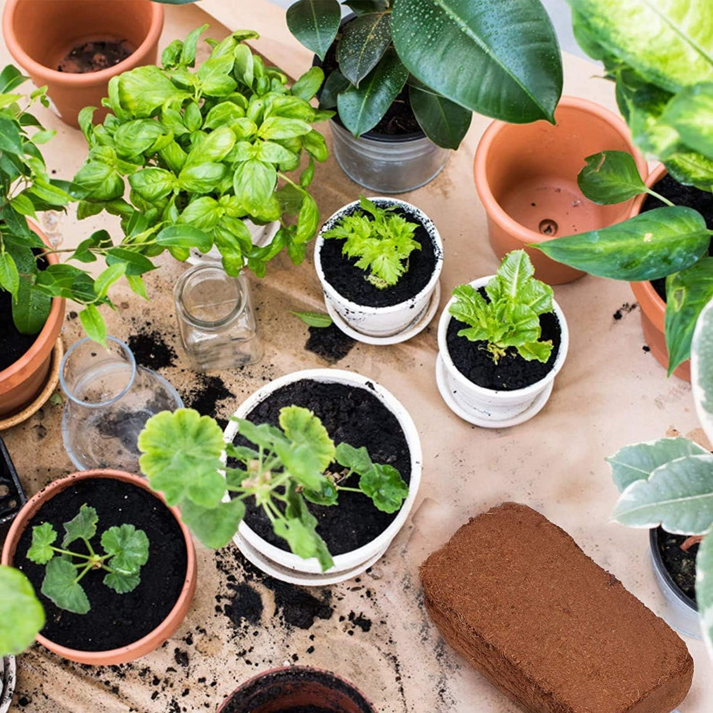 Coco Coir Bricks for Plants - Compressed Coconut Fiber Substrate Plant Soil for Vegetables Flowers Berries Planting, Reptile Bedding(6 Pack)
